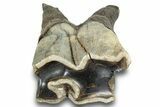 Fossil Woolly Rhino (Coelodonta) Tooth - Siberia #253969-2